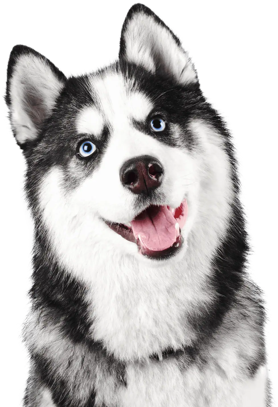 husky